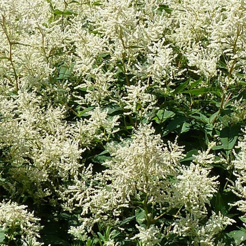 Persicaria polymorpha - Knotweed (Flowering)