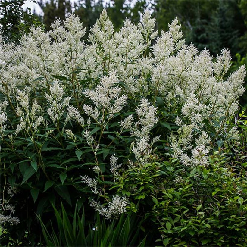 Persicaria polymorpha - Knotweed (Plant habit)