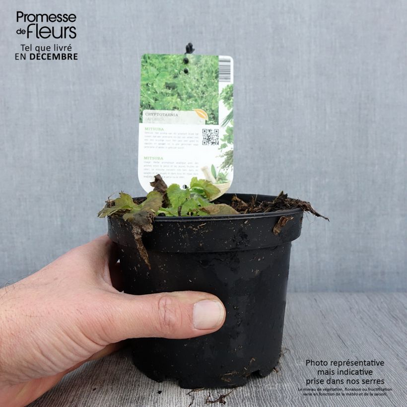 Mitsuba ,Japanese Parsley - Cryptotaenia japonica 1.5L/2L pot sample as delivered in autumn