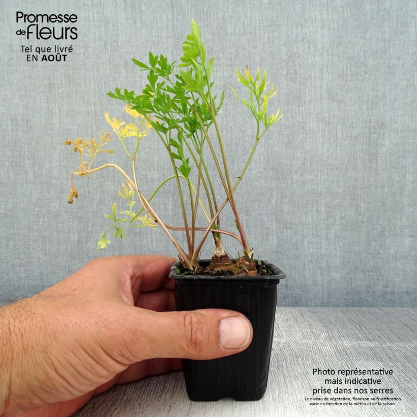 Organic Tuberous Parsley - Large-rooted Parsley in pot 7/8 cm pot sample as delivered in summer