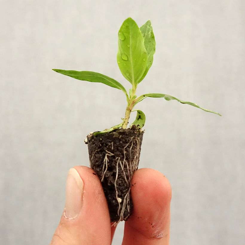 Madagascar Periwinkle Mediterranean XP Mix - Catharanthus roseus Plug plant 1.5/2.5 cm sample as delivered in spring