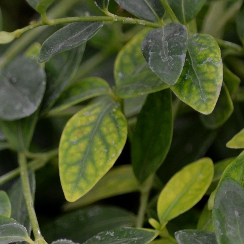 Vinca minor Gertrude Jekyll (Foliage)