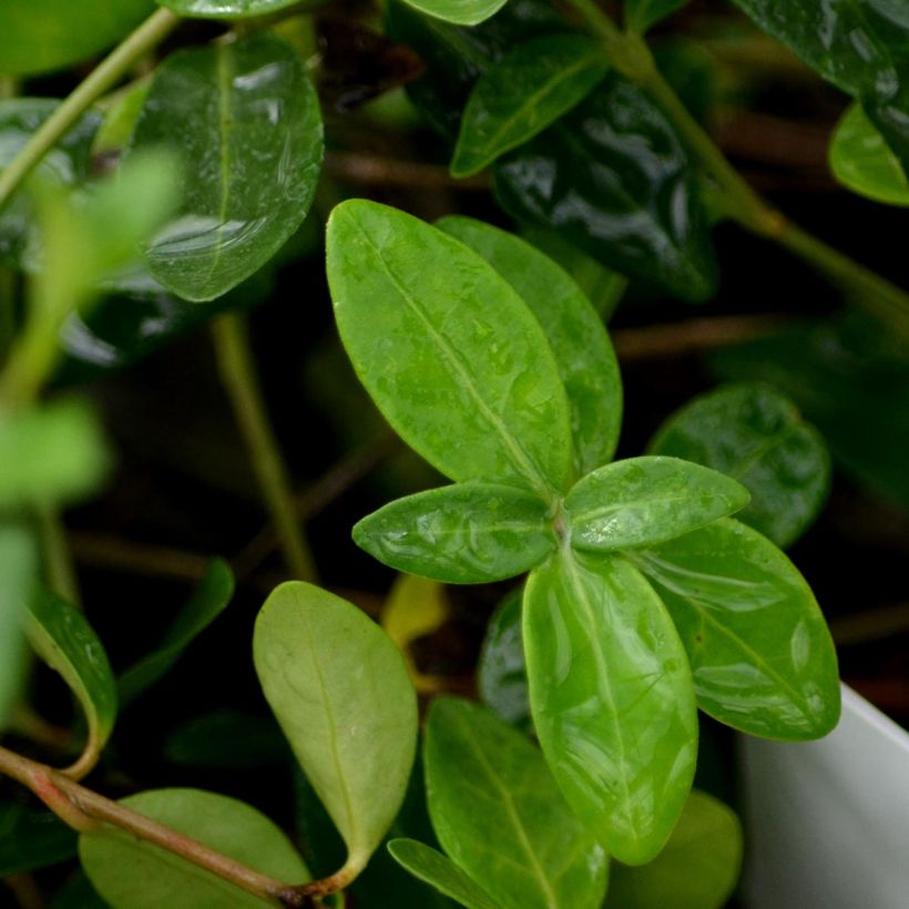 Vinca minor Atropurpurea (Foliage)