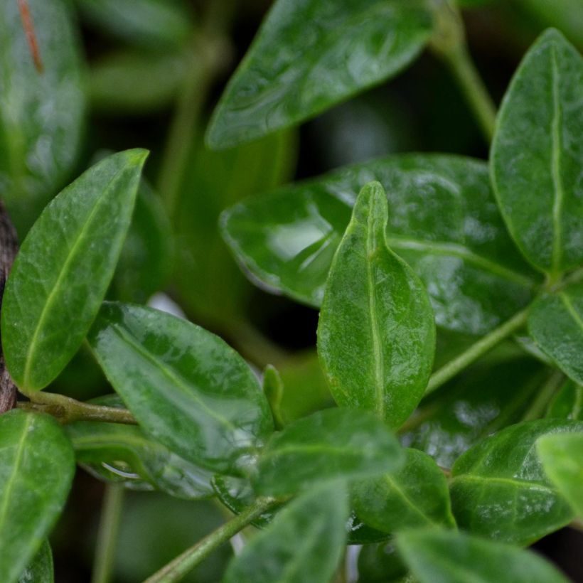 Vinca minor Marie (Foliage)