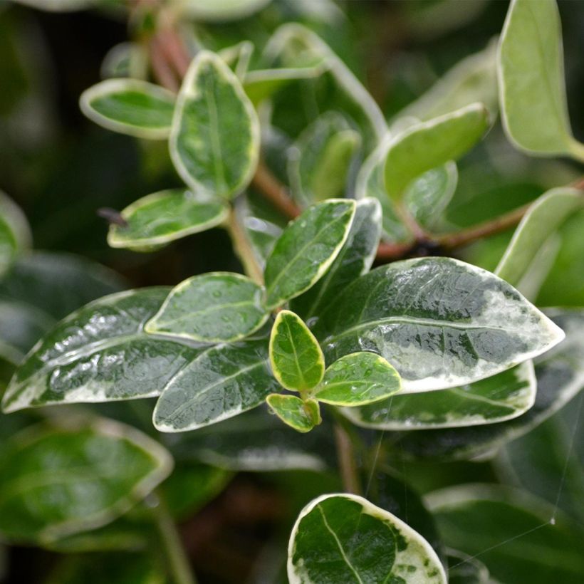 Vinca minor Ralph Shugert (Foliage)