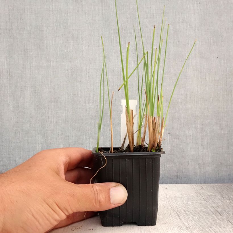 Typha minima  8/9 cm pot sample as delivered in summer