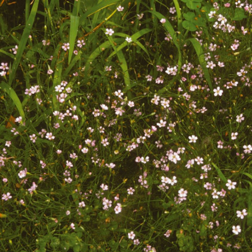 Petrorhagia saxifraga (Flowering)