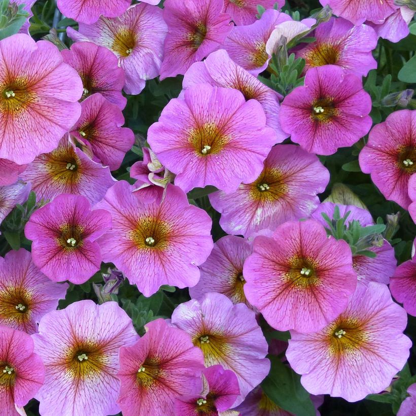 Petchoa hybrida BeautiCal Sunray Pink (Flowering)