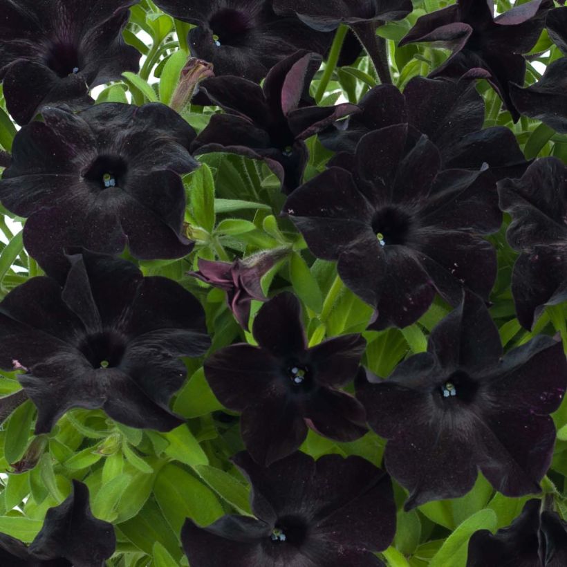 Petunia Black Ray (Flowering)