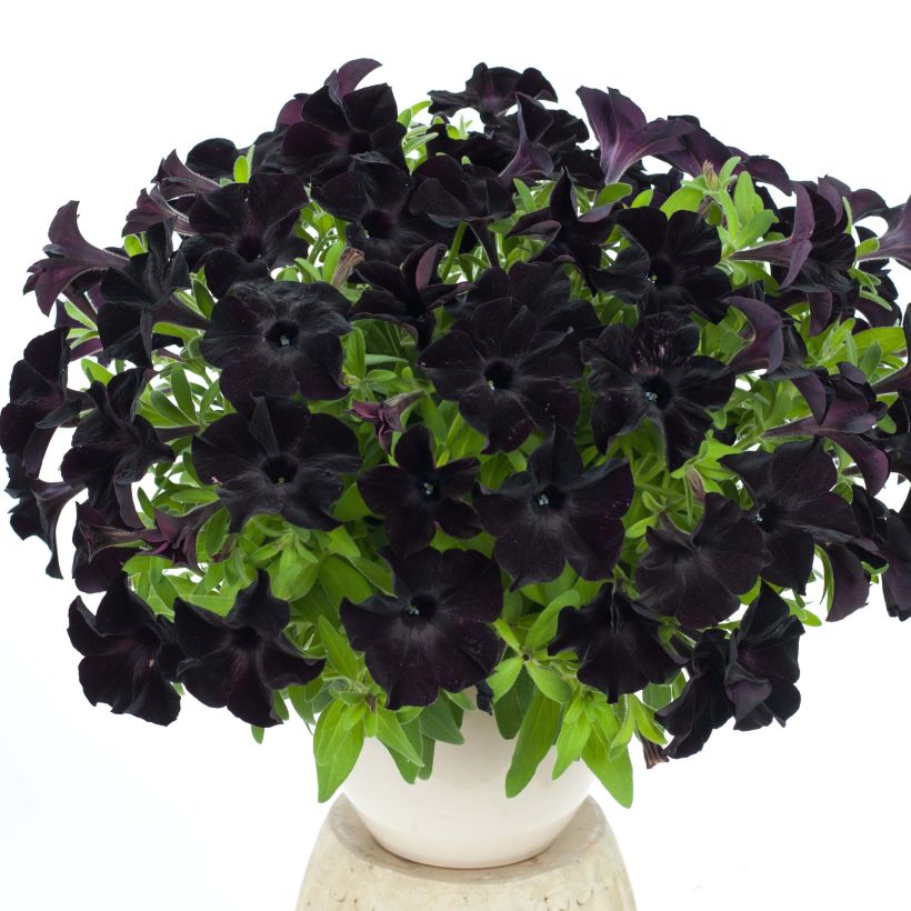 Petunia Black Ray (Plant habit)