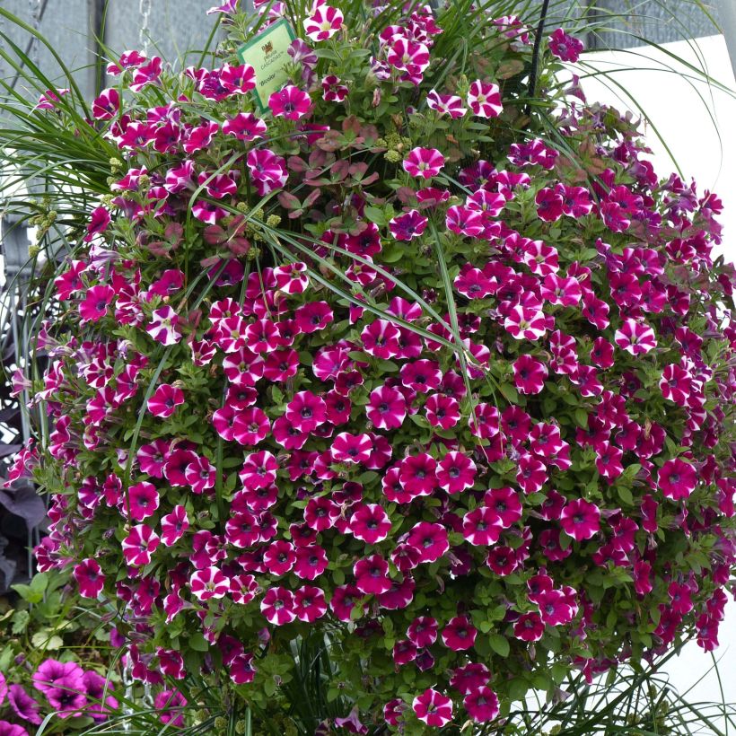 Petunia  hybrida Bicolor Cabernet - Petunia cascadias Bicolor Cabernet (Plant habit)