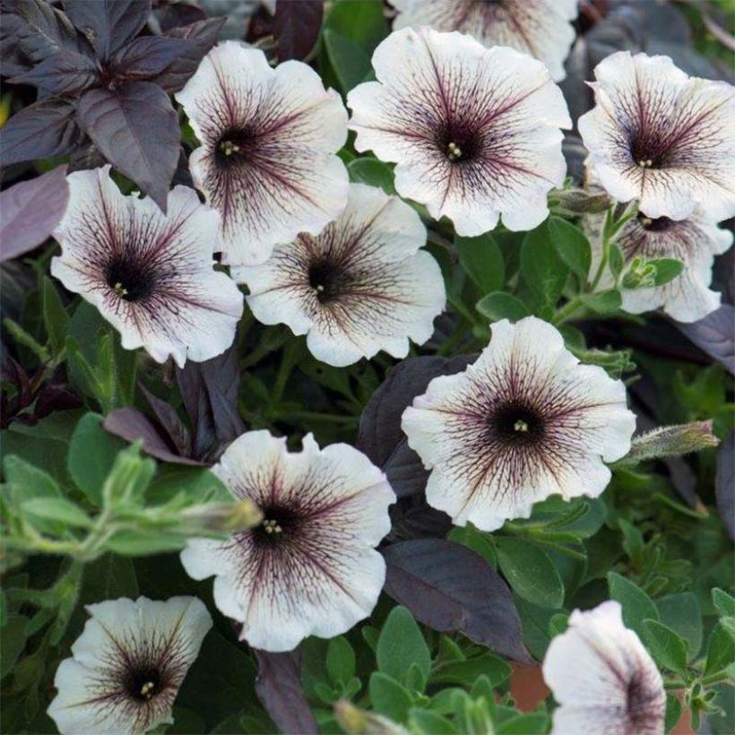 Petunia Designer Cappuccino (Flowering)