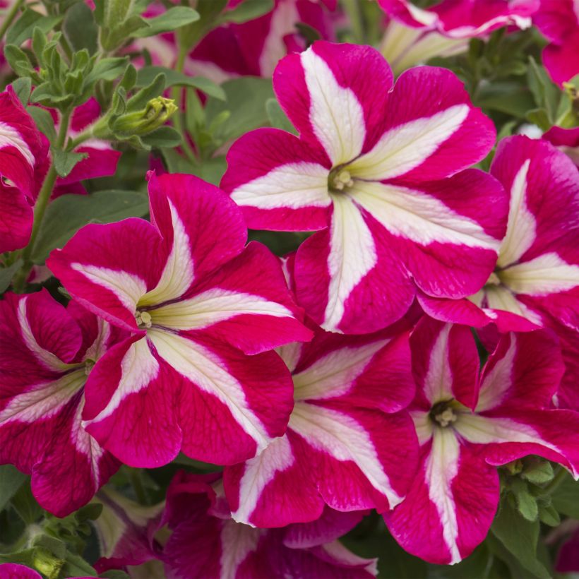 Petunia Designer Rose Star (Flowering)