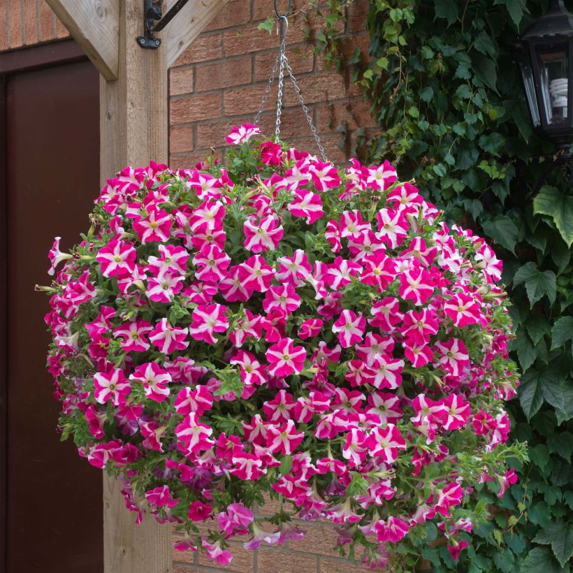 Petunia Designer Rose Star (Plant habit)