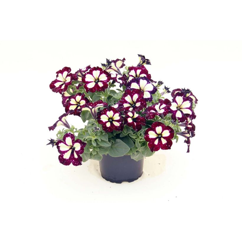 Petunia LightningSky (Plant habit)