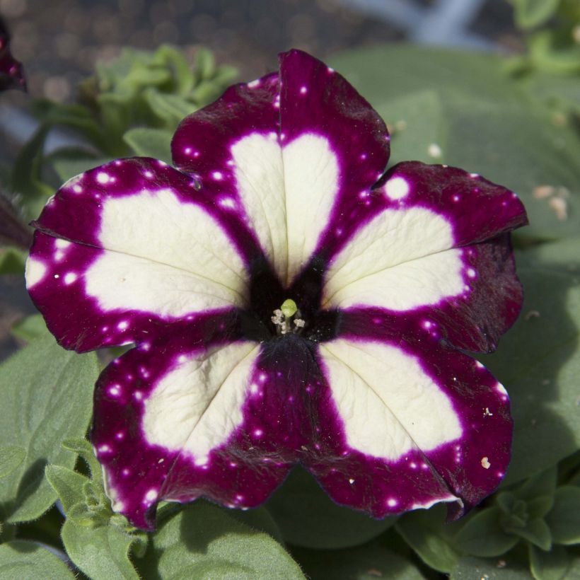 Petunia LightningSky (Flowering)