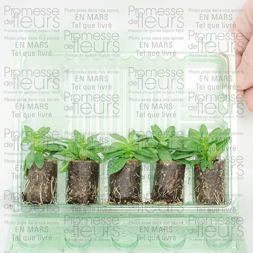 Example of Calibrachoa hybrida Million Bells Trailing Fuchsia - Trailing Petunia Plug plant 3/4cm specimen as delivered