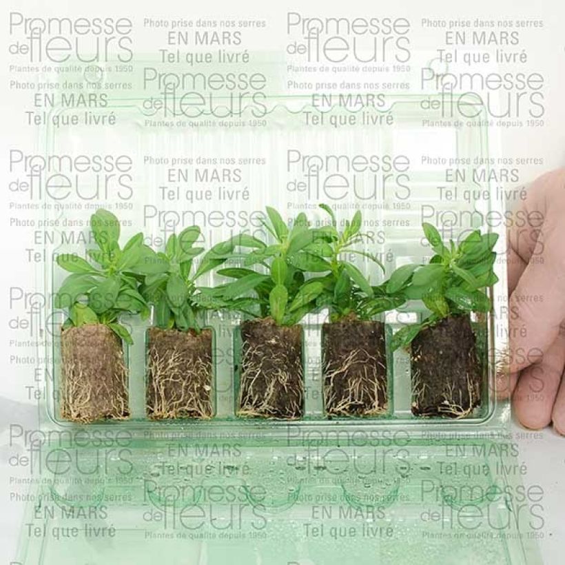 Example of Calibrachoa hybrida Million Bells Trailing Ice - Trailing Petunia Plug plant 3/4cm specimen as delivered