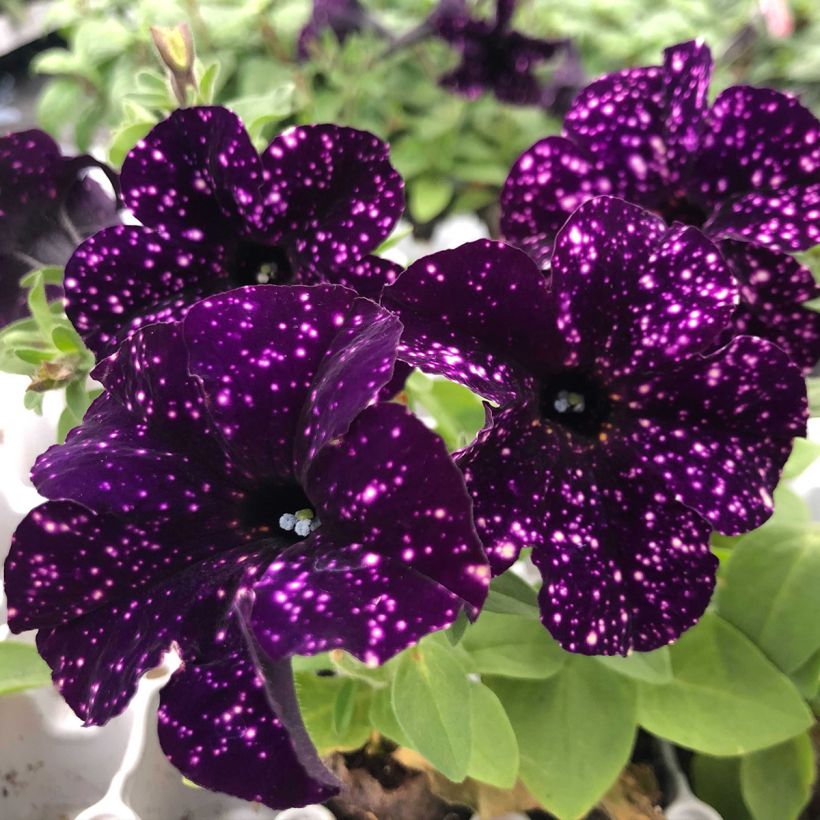 Petunia Mystery Sky (Flowering)