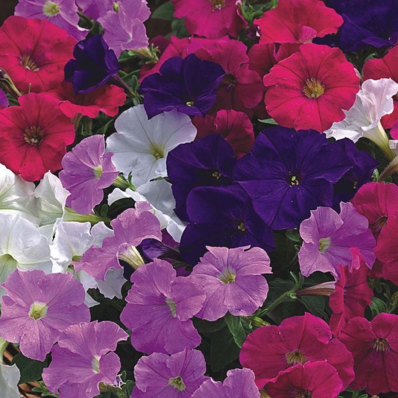 Petunia milliflora Picobella Cascade (Flowering)