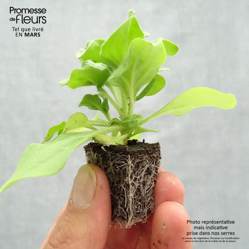 Petunia Splash Dance Fuchsia Flamenco - Mini-motte Ø 3/4 cm sample as delivered in spring