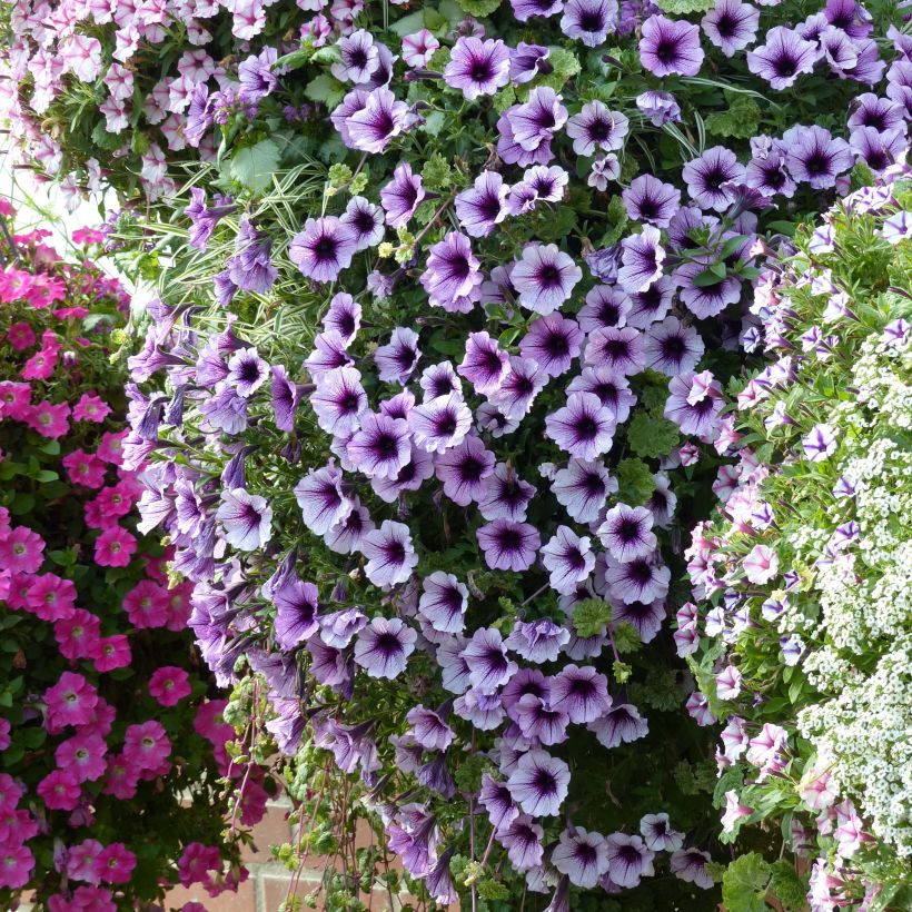 Supertunia Bordeaux Petunia (Plant habit)