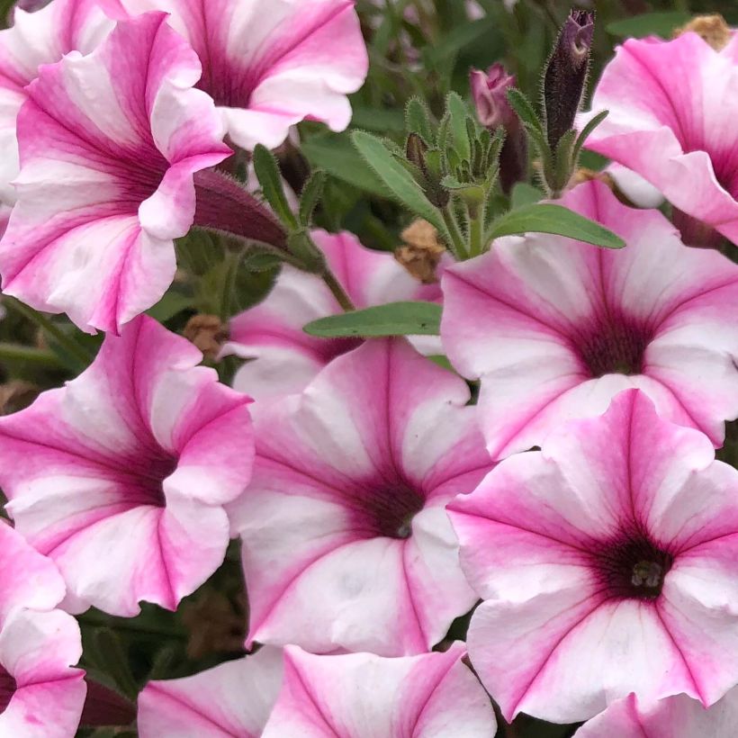 Petunia Supertunia Pink Star (Flowering)