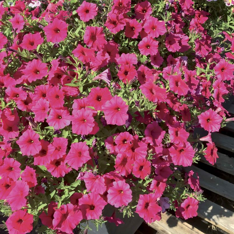 Petunia Supertunia Vista Paradise (Flowering)