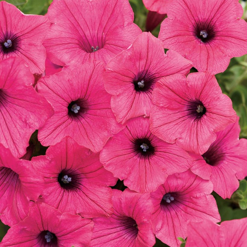 Supertunia Vista Fuchsia Petunia (Flowering)