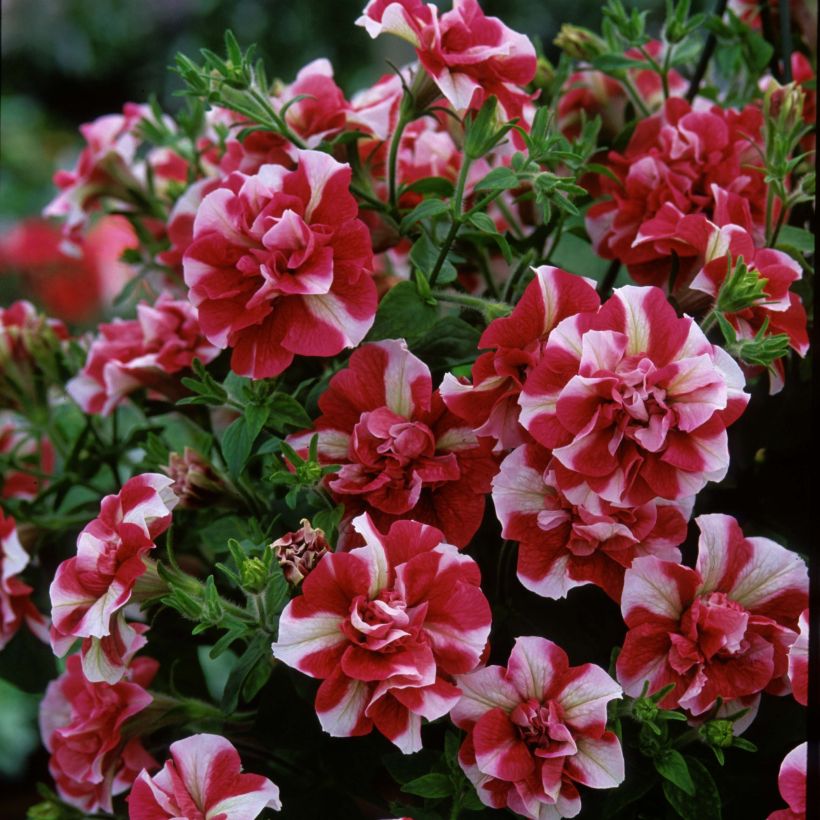 Petunia Tumbelina Cherry Ripple (Flowering)