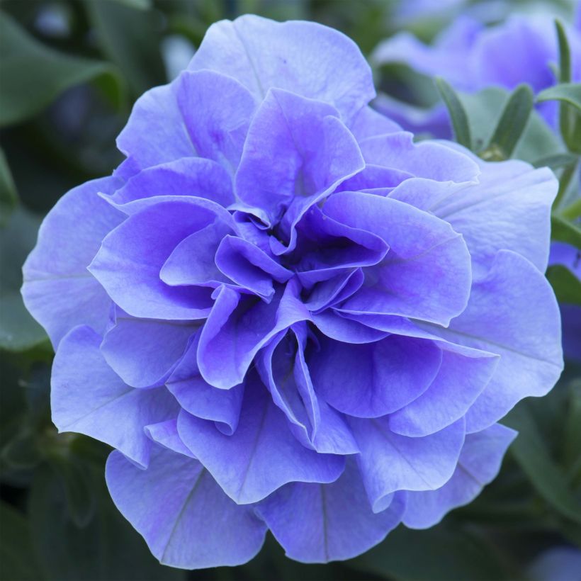 Petunia Surfinia Tumbelina Maria (Flowering)