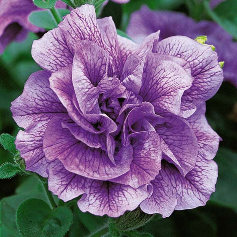 Petunia Tumbelina Priscilla double lavender veined (Flowering)