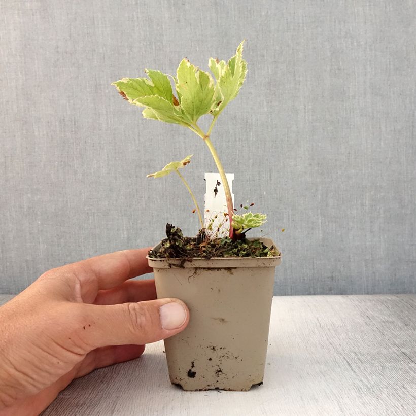 Peucedanum ostruthium 'Daphnis' 8/9 cm pot sample as delivered in summer