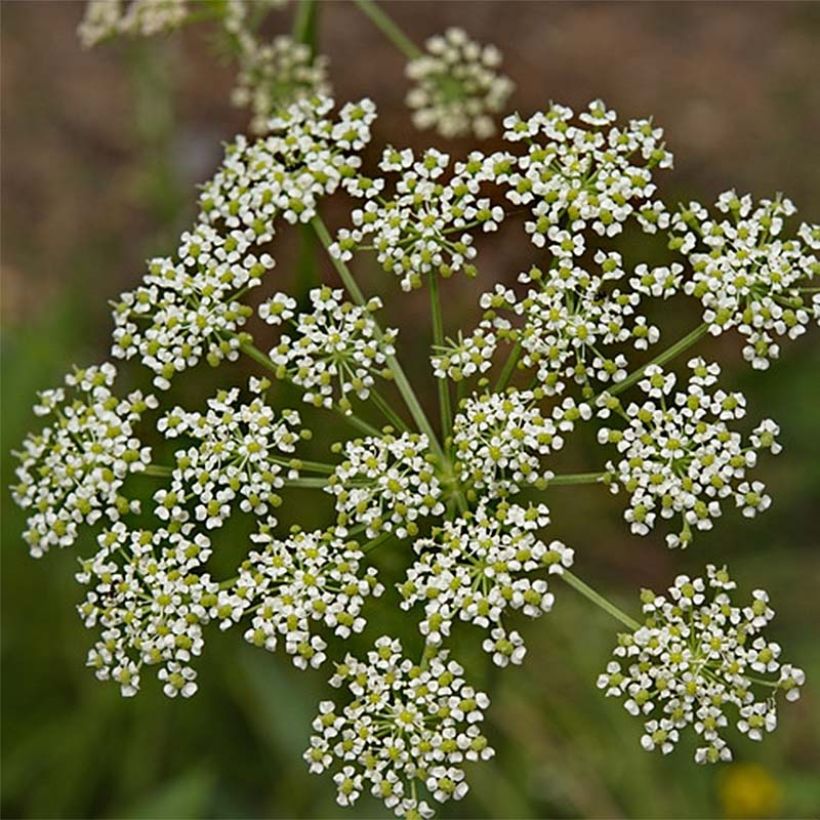 Peucedanum rablense  (Flowering)