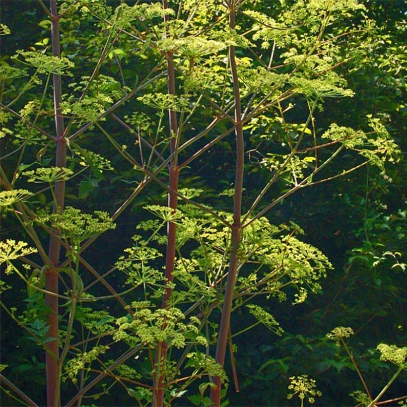 Peucedanum verticillare (Plant habit)