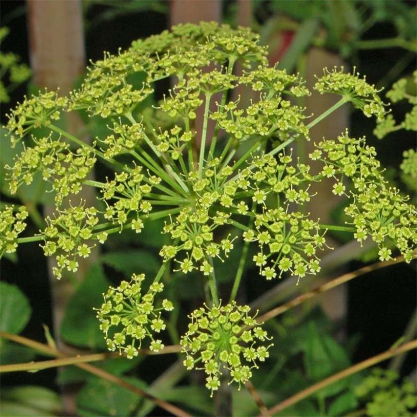 Peucedanum verticillare (Flowering)