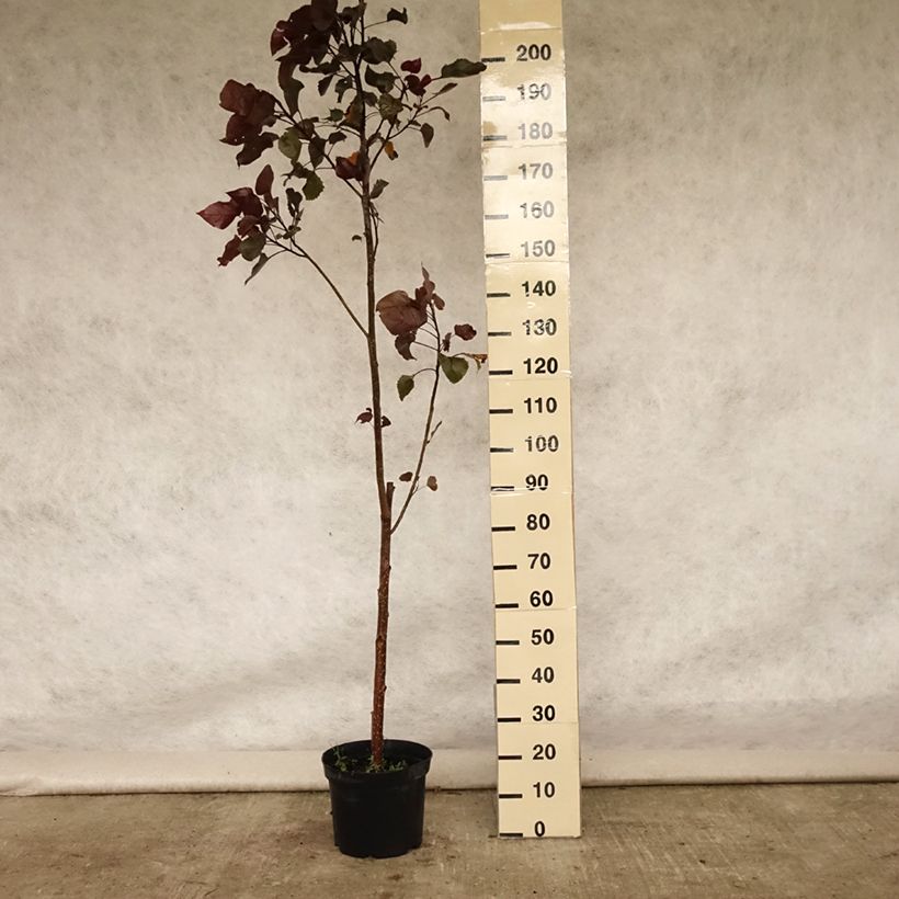 Populus deltoides Purple Tower - Eastern Cottonwood 7.5L/10L pot sample as delivered in summer