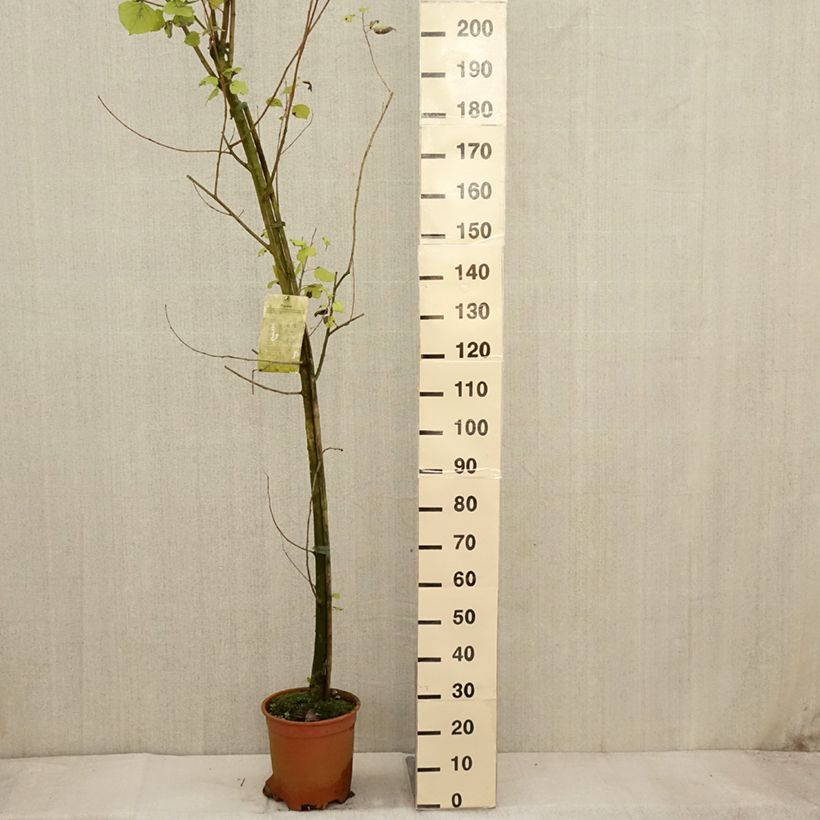 Populus canadensis Robusta - Canadian Poplar 7.5L/10L pot sample as delivered in autumn