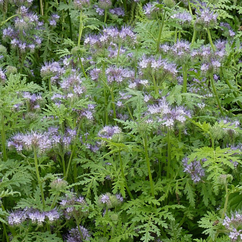 Phacelia tanacetifolia - Green manure (Plant habit)