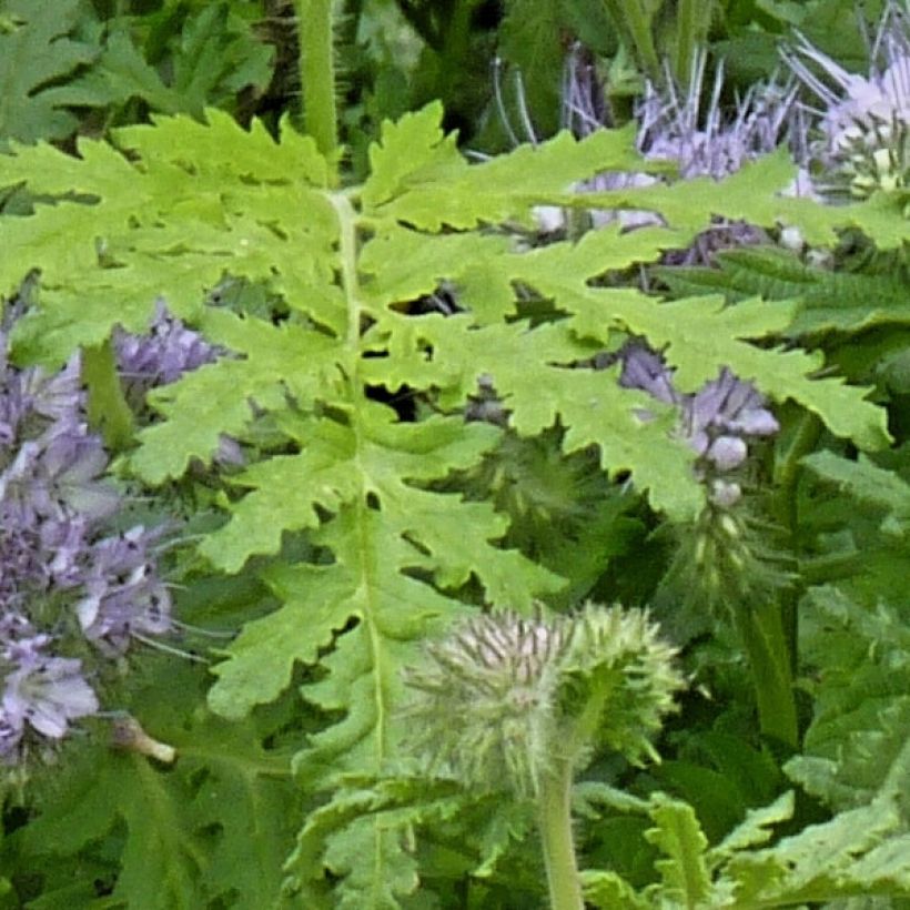 Phacelia tanacetifolia - Green manure (Foliage)