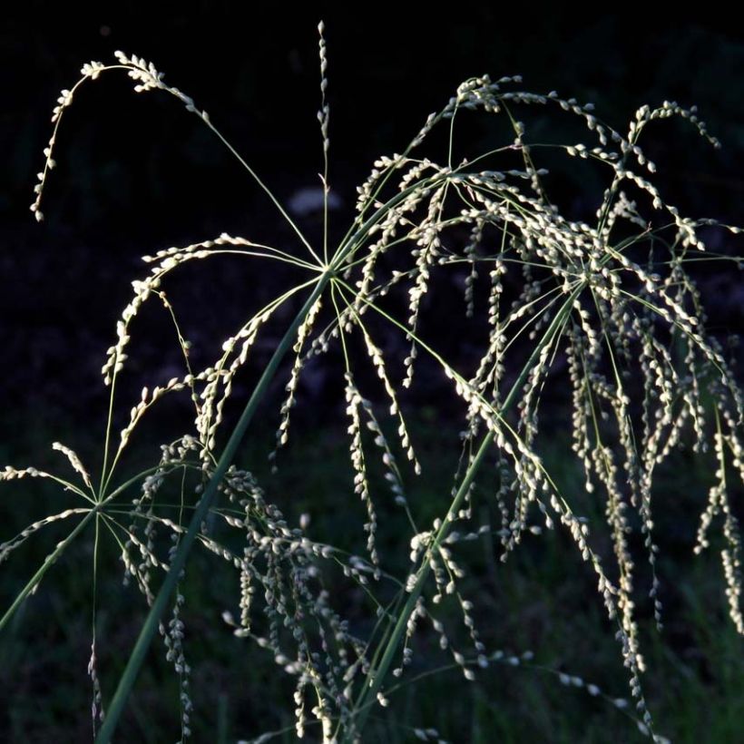 Phaenosperma globosa  (Flowering)