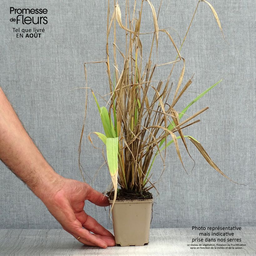 Phaenosperma globosa  8/9 cm pot sample as delivered in summer