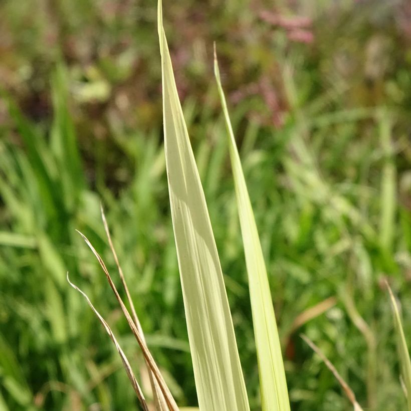 Phaenosperma globosa (Foliage)