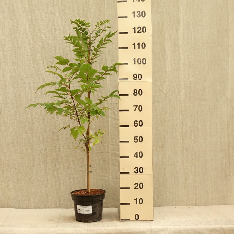 Phellodendron amurense - Arbre au liège de l'Amour Pot de 4L/5L sample as delivered in summer