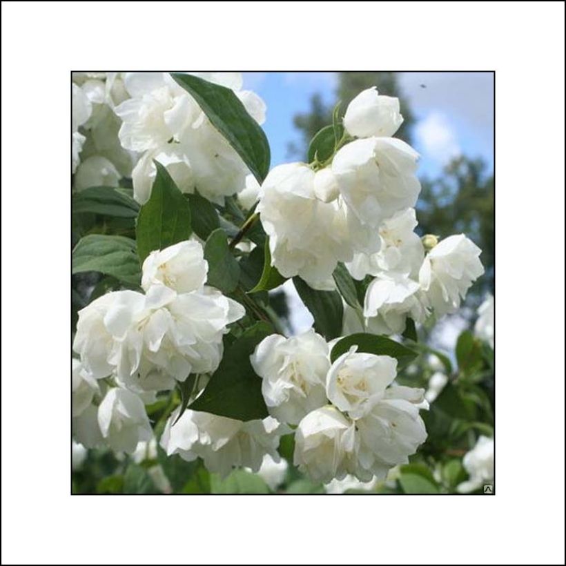 Philadelphus  virginalis Albâtre - Mock Orange (Flowering)