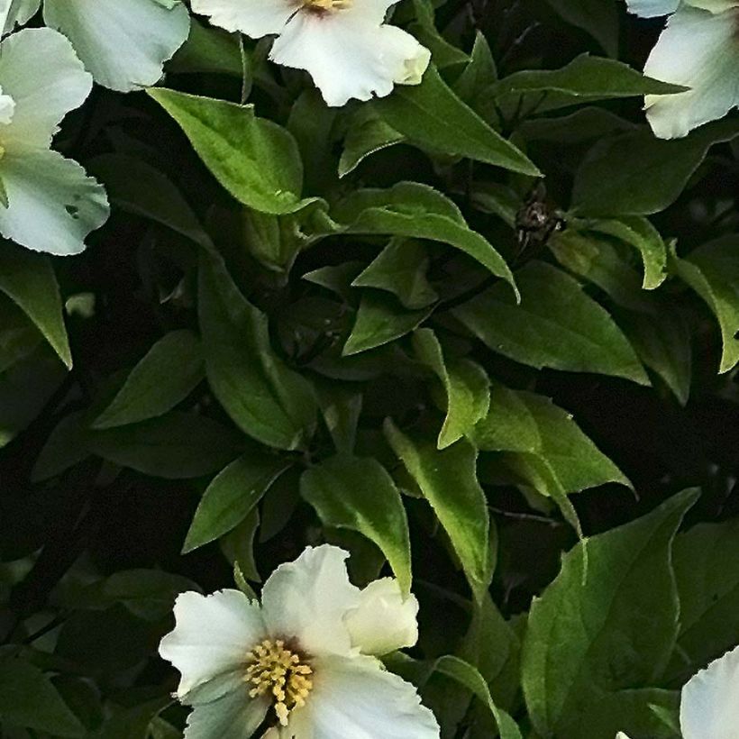 Philadelphus Belle Etoile - Mock Orange (Foliage)