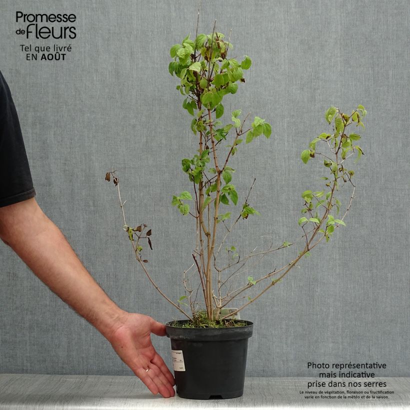Philadelphus Bouquet Blanc - Mock Orange 2L/3L pot 50/60cm sample as delivered in summer