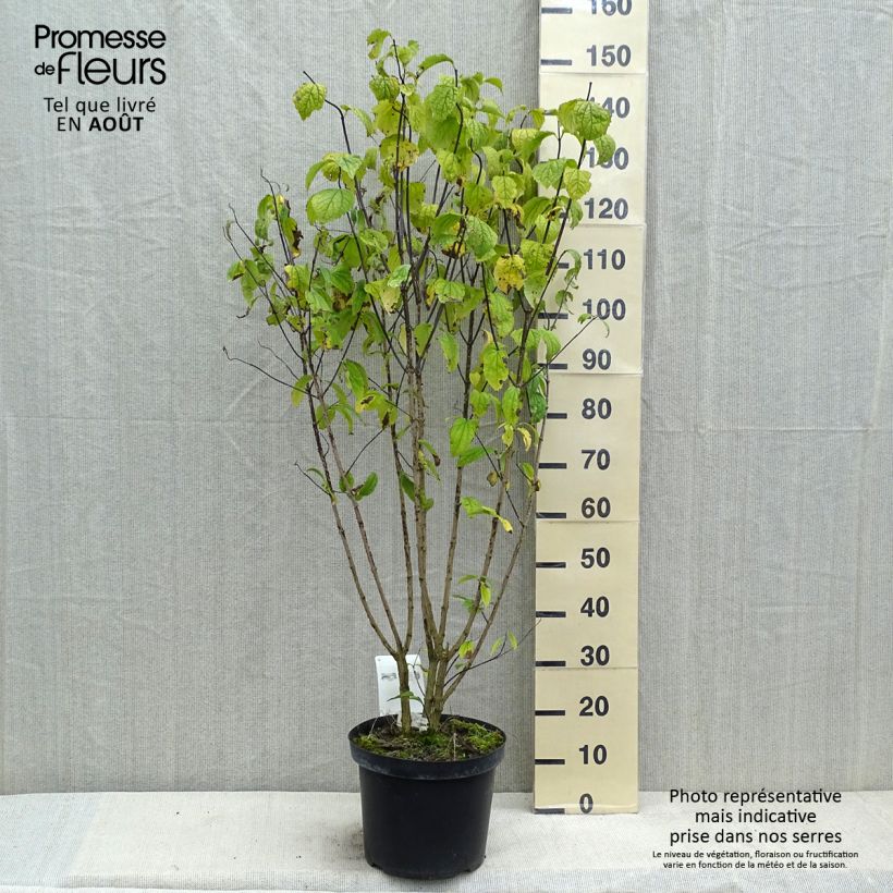 Philadelphus coronarius - Mock Orange 6L/7L pot sample as delivered in summer