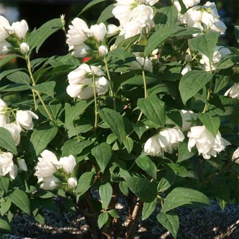 Philadelphus Little White Love - Mock Orange (Foliage)