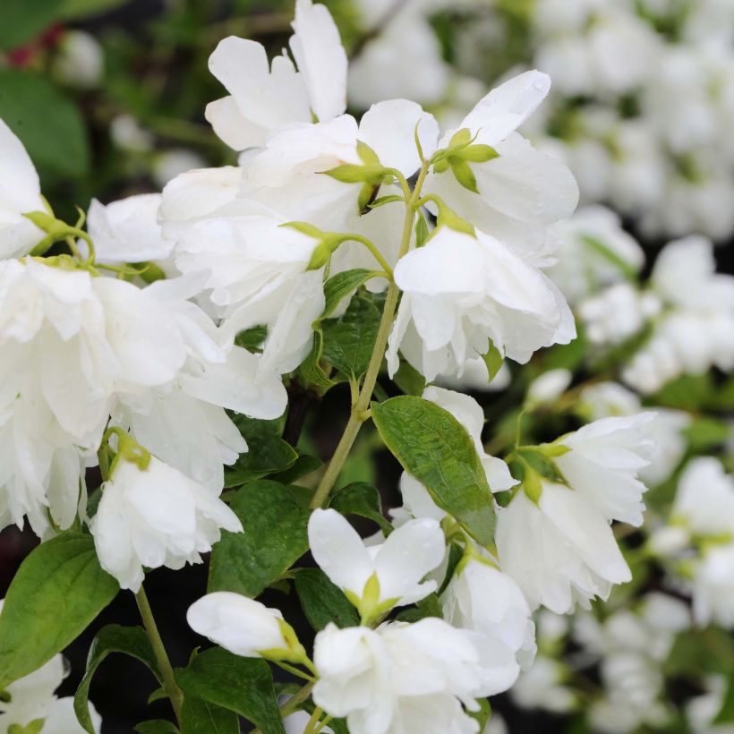 Philadelphus Little White Love - Mock Orange (Flowering)